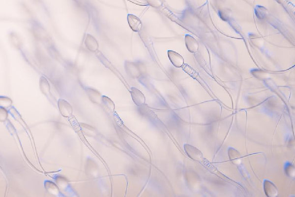 Wie lange überleben Spermien?
